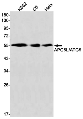 APG5L/ATG5 Rabbit mAb ABZ1845
