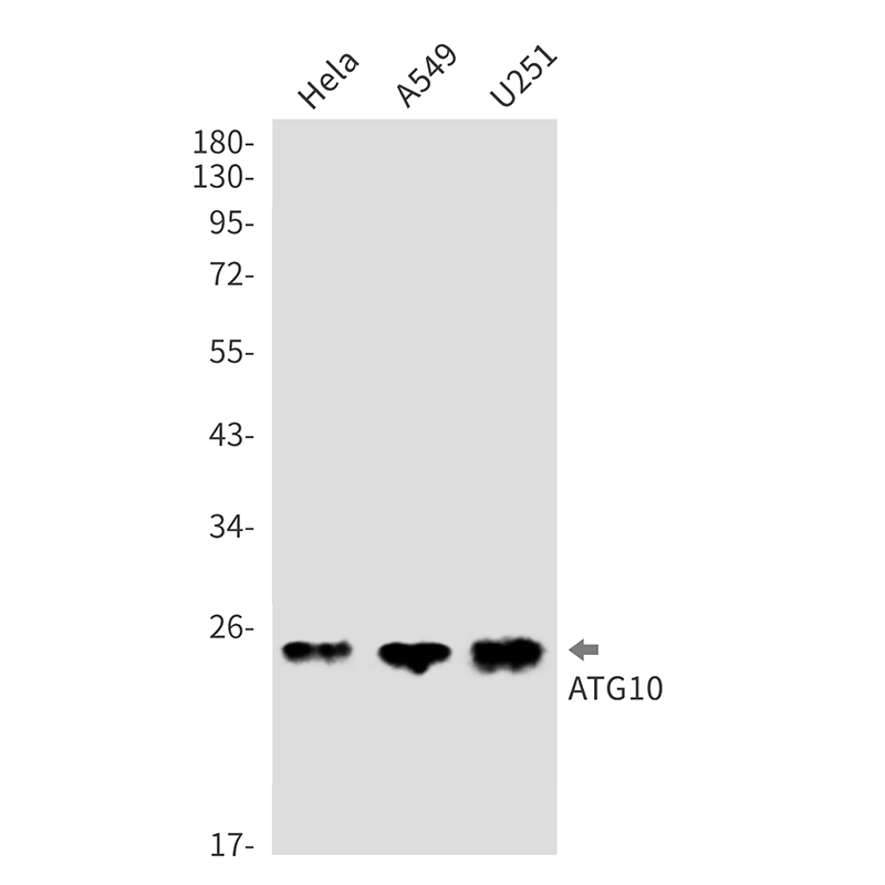 ATG10 Rabbit mAb ABZ1847