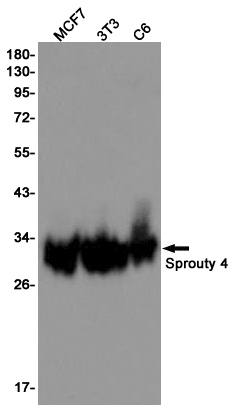 Sprouty 4/Spry-4 Rabbit mAb ABZ1856