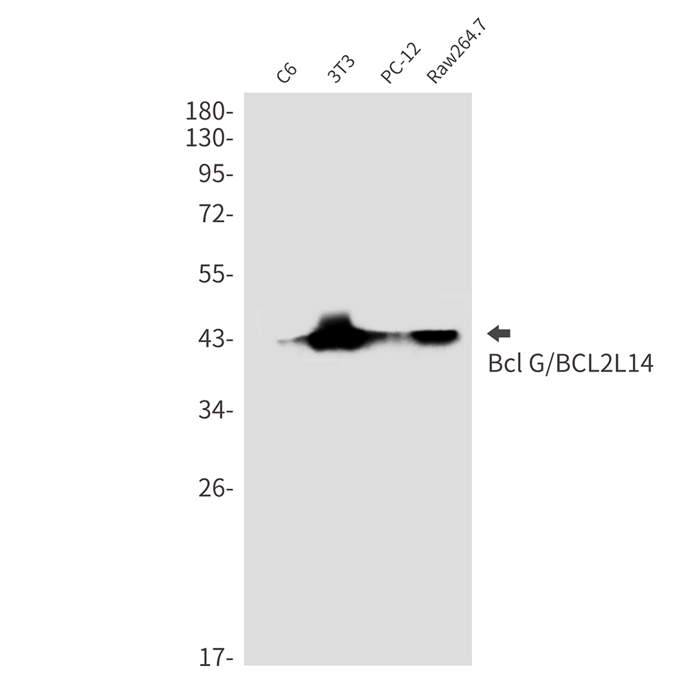 BCL2L14/BCLG Rabbit mAb ABZ1857