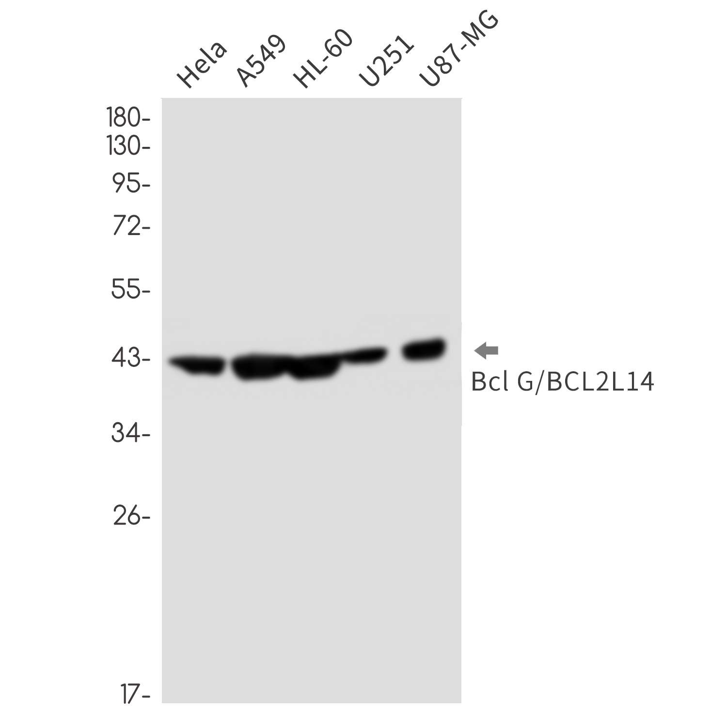 BCL2L14/BCLG Rabbit mAb ABZ1857