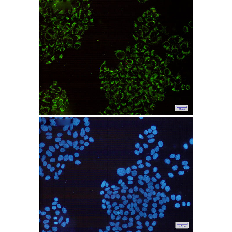 MRPS26 Rabbit mAb ABZ1861