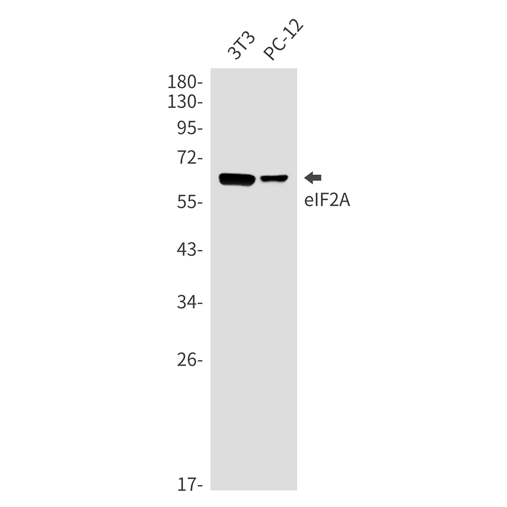 eIF2A Rabbit mAb ABZ1864