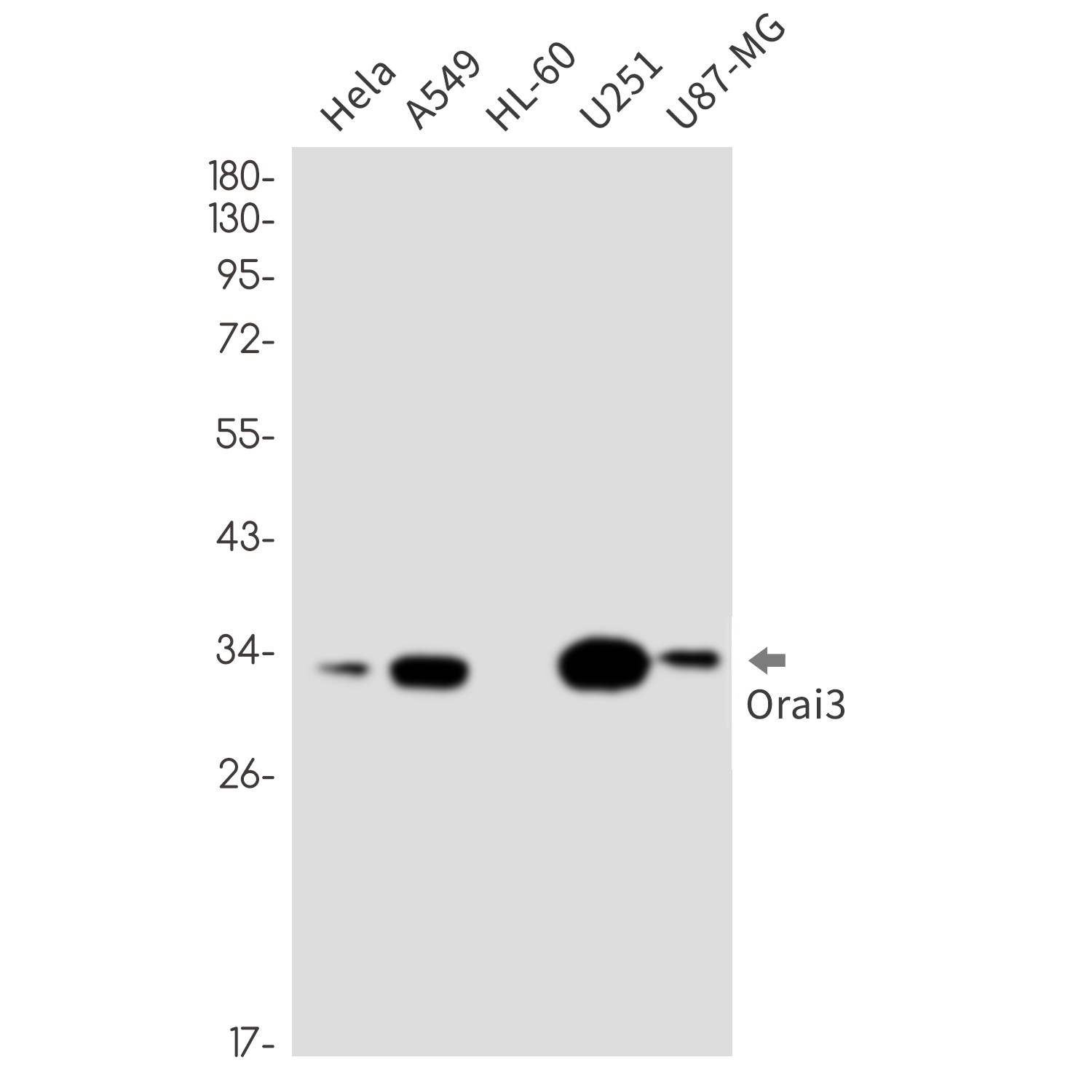 ORAI3 Rabbit mAb ABZ1873