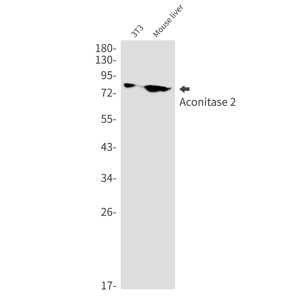 Aconitase 2 Rabbit mAb ABZ1879