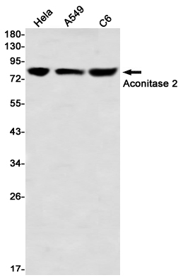 Aconitase 2 Rabbit mAb ABZ1879