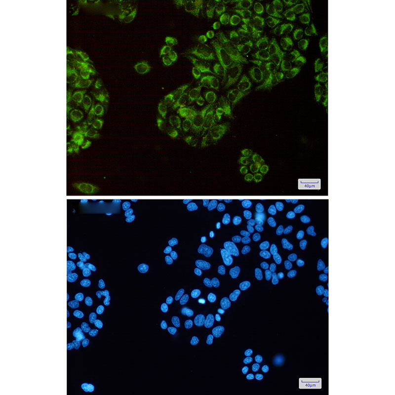 Thioredoxin 2 Rabbit mAb ABZ1880