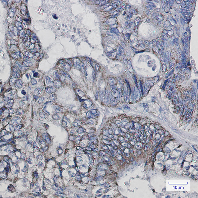 Thioredoxin 2 Rabbit mAb ABZ1880