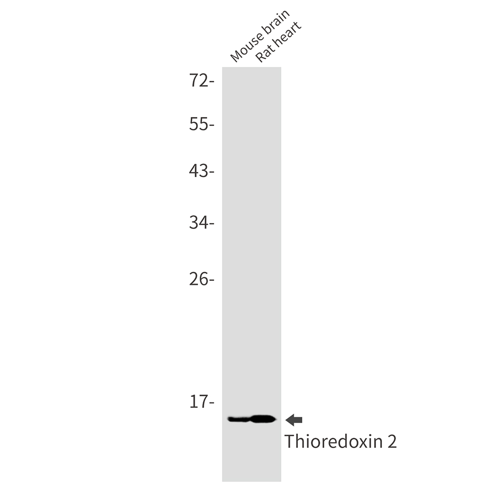 Thioredoxin 2 Rabbit mAb ABZ1880