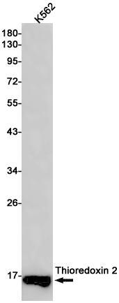 Thioredoxin 2 Rabbit mAb ABZ1880