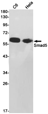 Smad5 Rabbit mAb ABZ1881