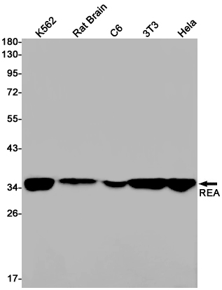 REA Rabbit mAb ABZ1884