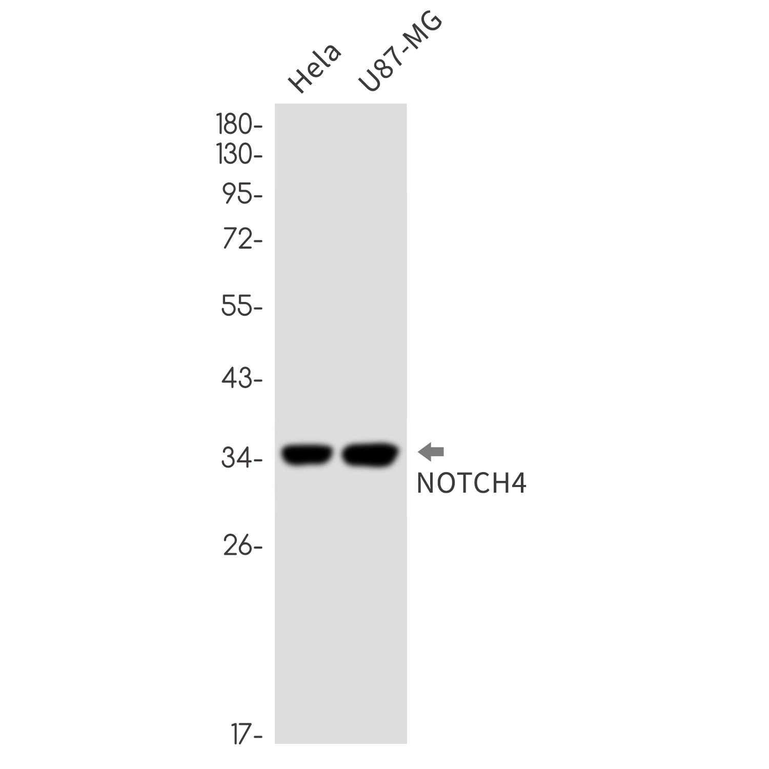 NOTCH4 Rabbit mAb ABZ1889