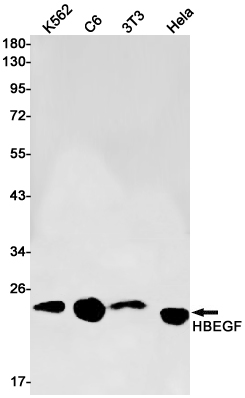 HBEGF Rabbit mAb ABZ1892