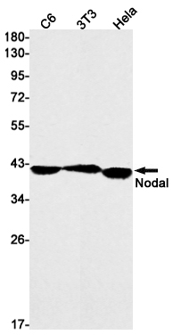 NODAL Rabbit mAb ABZ1895