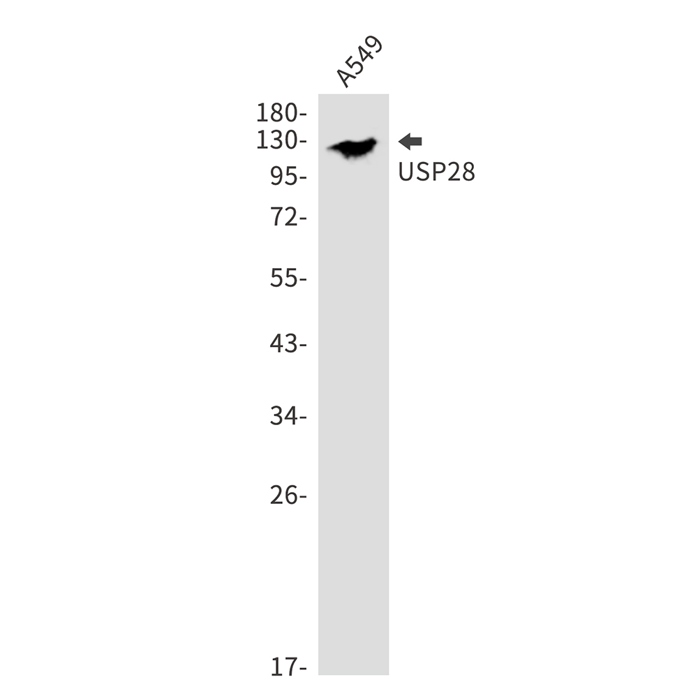 USP28 Rabbit mAb ABZ1897