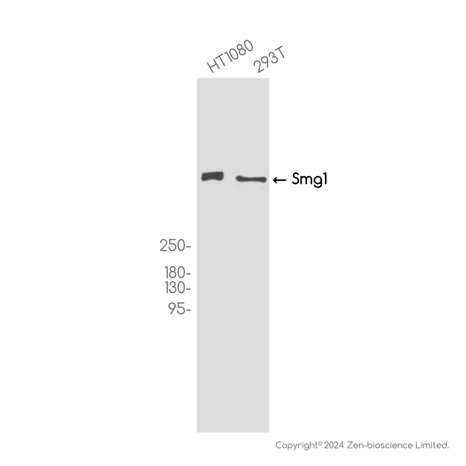 SMG1 Rabbit mAb ABZ1902