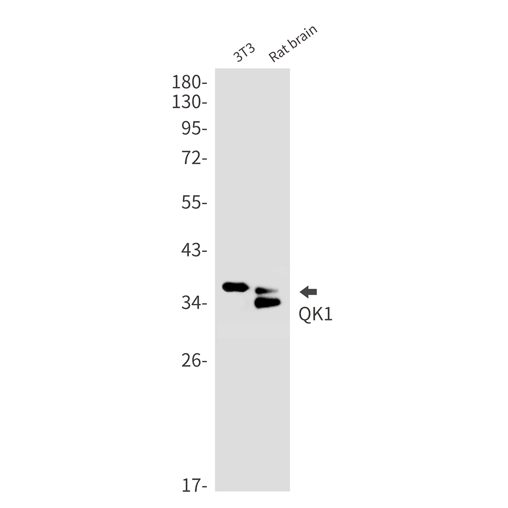 QK1 Rabbit mAb ABZ1904