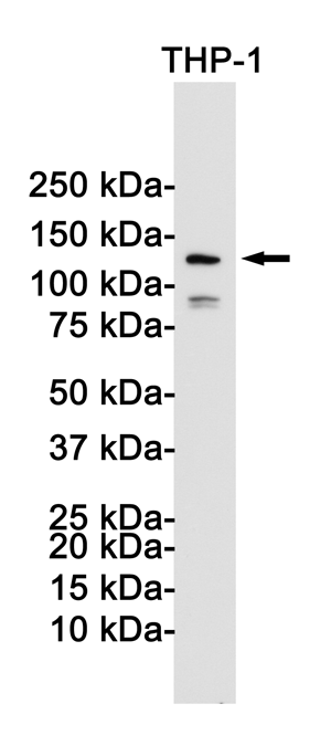 NLRP3 Rabbit mAb ABZ1907