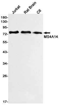 MS4A14 Rabbit mAb ABZ1912