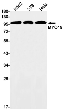 MYO19 Rabbit mAb ABZ1915
