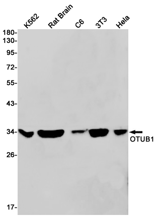 OTUB1 Rabbit mAb ABZ1918