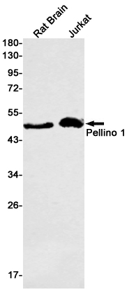 Pellino 1 Rabbit mAb ABZ1920