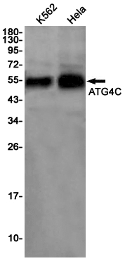 ATG4C Rabbit mAb ABZ1923
