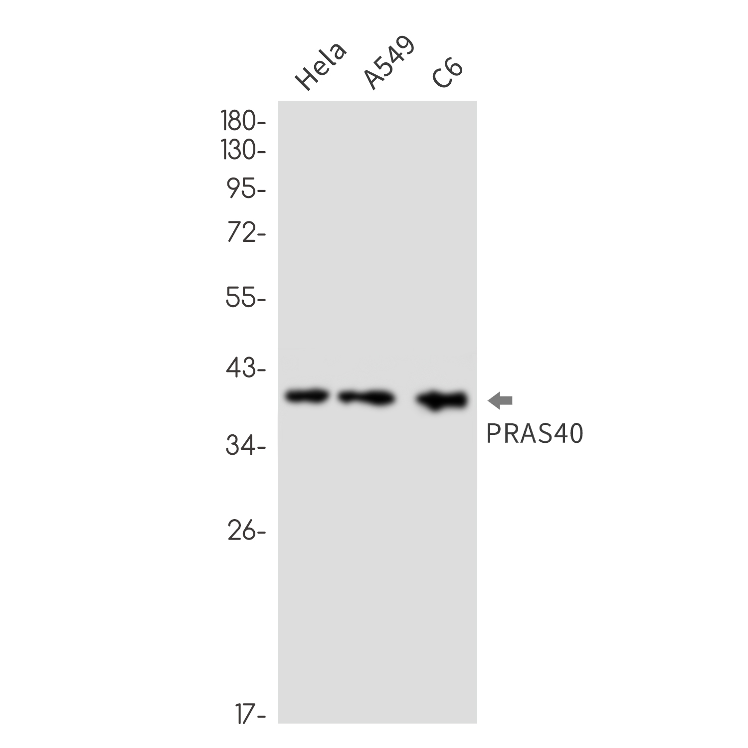PRAS40 Rabbit mAb ABZ1925