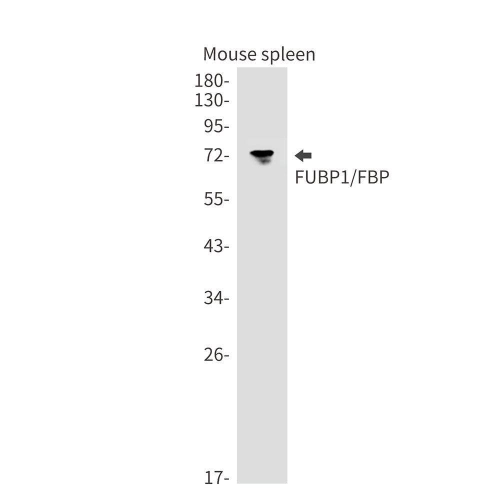 FUBP1/FBP Rabbit mAb ABZ1927