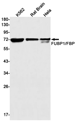 FUBP1/FBP Rabbit mAb ABZ1927