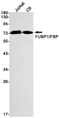 FUBP1/FBP Rabbit mAb ABZ1928