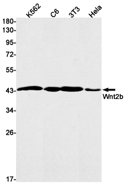 Wnt2b Rabbit mAb ABZ1933