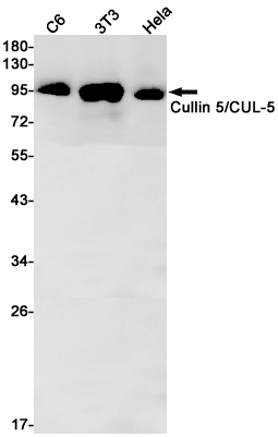 Cullin 5/CUL-5 Rabbit mAb ABZ1934
