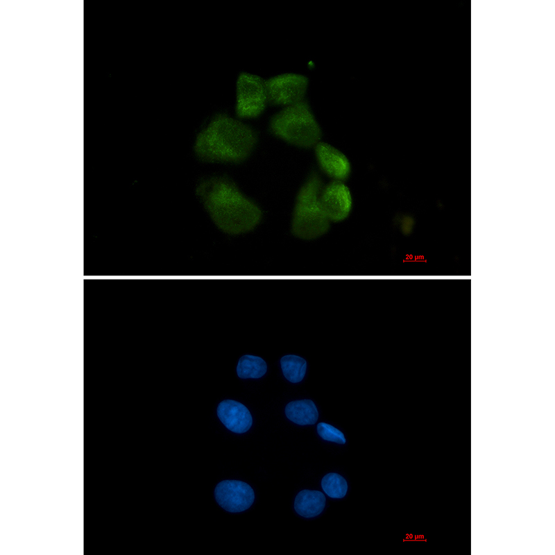 USP13 Rabbit mAb ABZ1936