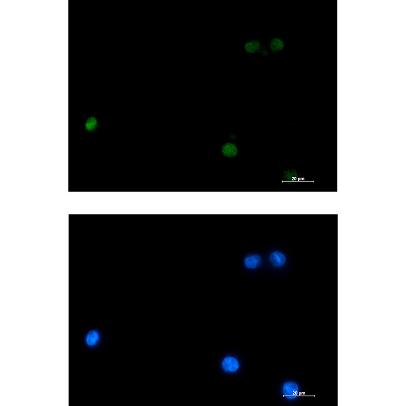 DLX4 Rabbit mAb ABZ1937