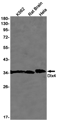 DLX4 Rabbit mAb ABZ1937