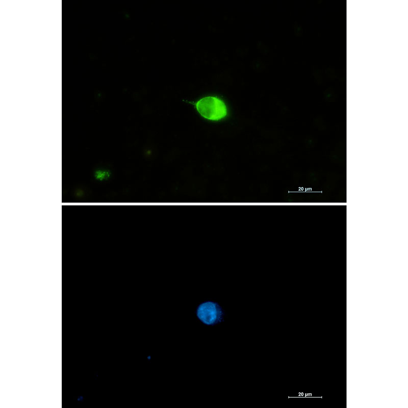 IRF7 Rabbit mAb ABZ1938