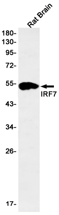 IRF7 Rabbit mAb ABZ1938