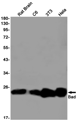 Bad Rabbit mAb ABZ1939