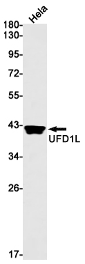 UFD1L Rabbit mAb ABZ1942