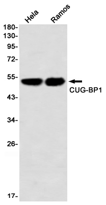 CUG BP1 Rabbit mAb ABZ1943