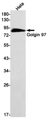 Golgin 97 Rabbit mAb ABZ1950