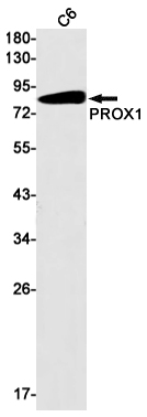 PROX1 Rabbit mAb ABZ1951