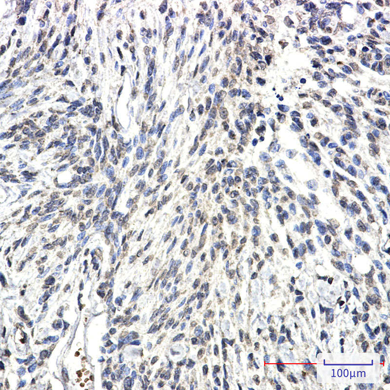 SYN2 Rabbit mAb ABZ1952