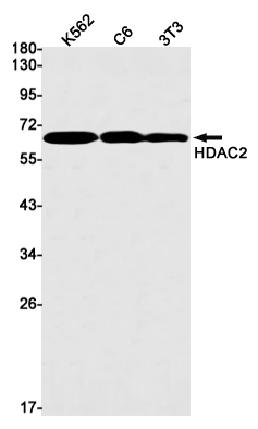 HDAC2 Rabbit mAb ABZ1953