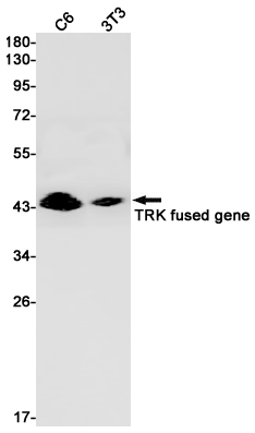 TFG Rabbit mAb ABZ1956