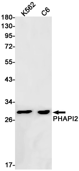 PHAPI2 Rabbit mAb ABZ1958