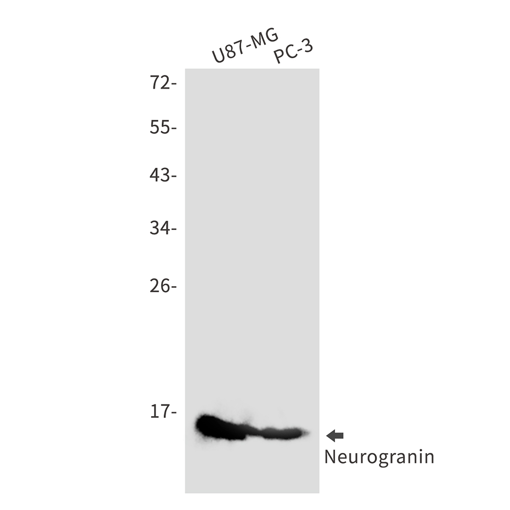 Neurogranin Rabbit mAb ABZ1959