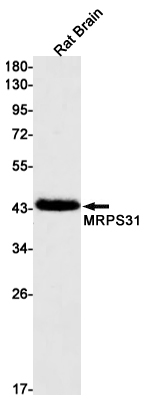 MRPS31 Rabbit mAb ABZ1960